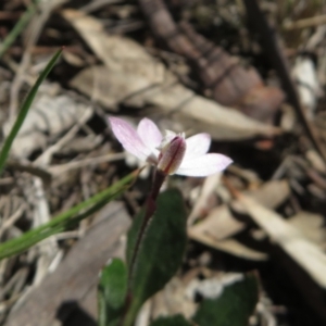 Caladenia fuscata at Hall, ACT - suppressed