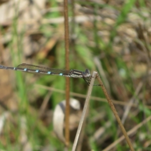 Austrolestes leda at Hall, ACT - suppressed