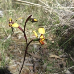 Diuris pardina (Leopard Doubletail) at Hall, ACT - 17 Sep 2023 by Christine