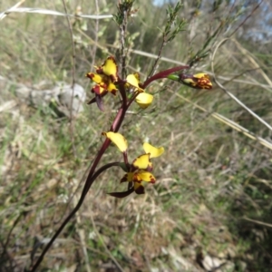 Diuris pardina at Hall, ACT - suppressed