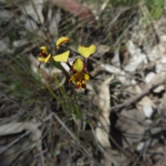 Diuris pardina at Hall, ACT - suppressed