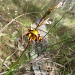 Diuris pardina at Hall, ACT - suppressed