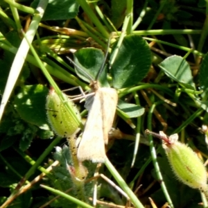 Scopula rubraria at Queanbeyan West, NSW - 18 Sep 2023 08:22 AM