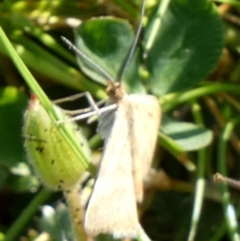 Scopula rubraria at Queanbeyan West, NSW - 18 Sep 2023