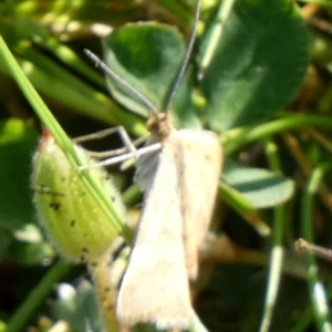 Scopula rubraria at Queanbeyan West, NSW - 18 Sep 2023