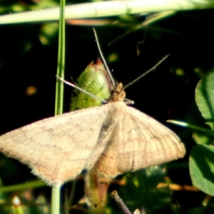 Scopula rubraria at Queanbeyan West, NSW - 18 Sep 2023