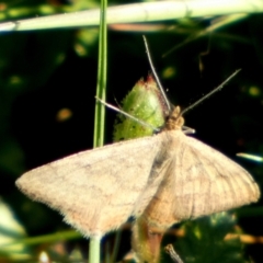 Scopula rubraria at Queanbeyan West, NSW - 18 Sep 2023 08:22 AM