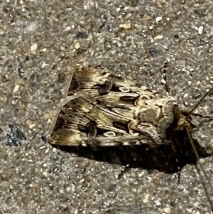 Agrotis munda at Phillip, ACT - 17 Sep 2023 08:25 PM