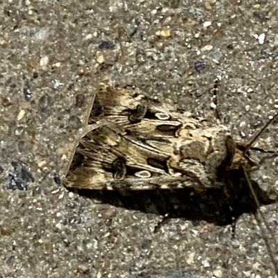 Agrotis munda (Brown Cutworm) at Phillip, ACT - 17 Sep 2023 by Tapirlord