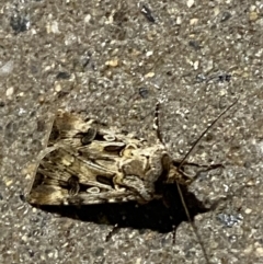 Agrotis munda at Phillip, ACT - 17 Sep 2023 08:25 PM