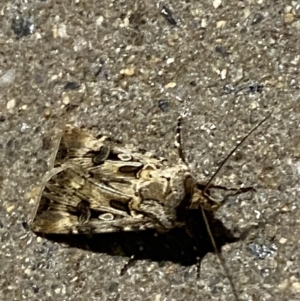 Agrotis munda at Phillip, ACT - 17 Sep 2023 08:25 PM