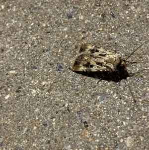 Agrotis munda at Phillip, ACT - 17 Sep 2023 08:25 PM