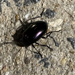 Chalcopteroides sp. (genus) at Phillip, ACT - 17 Sep 2023