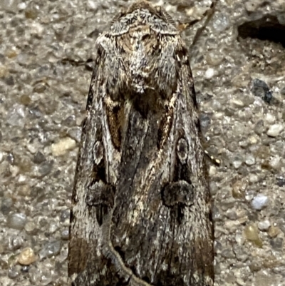 Agrotis munda (Brown Cutworm) at Phillip, ACT - 17 Sep 2023 by Tapirlord