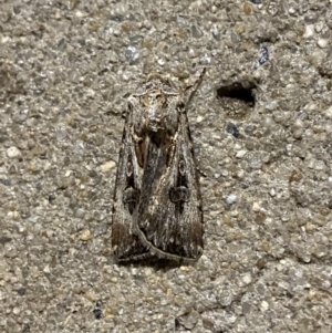 Agrotis munda at Phillip, ACT - 17 Sep 2023 08:23 PM