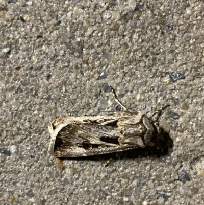 Agrotis munda (Brown Cutworm) at Phillip, ACT - 17 Sep 2023 by Tapirlord