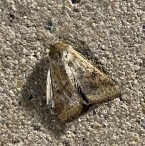 Helicoverpa (genus) at Phillip, ACT - 17 Sep 2023 08:22 PM