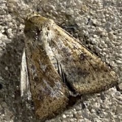 Helicoverpa (genus) at Phillip, ACT - 17 Sep 2023 08:22 PM