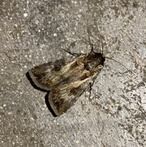 Agrotis munda at Phillip, ACT - 17 Sep 2023 08:21 PM