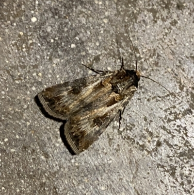 Agrotis munda (Brown Cutworm) at Phillip, ACT - 17 Sep 2023 by Tapirlord