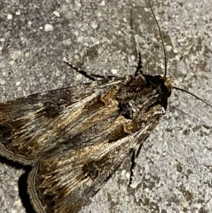 Agrotis munda at Phillip, ACT - 17 Sep 2023 08:21 PM