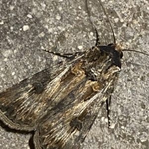 Agrotis munda at Phillip, ACT - 17 Sep 2023 08:21 PM