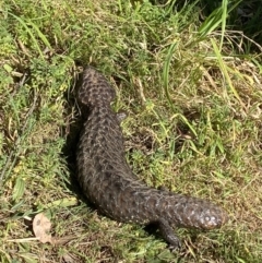 Tiliqua rugosa (Shingleback Lizard) at Majura, ACT - 16 Sep 2023 by Tapirlord