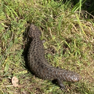 Tiliqua rugosa (Shingleback Lizard) at Mount Majura - 16 Sep 2023 by Tapirlord