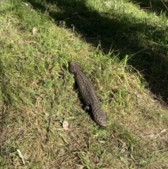 Tiliqua rugosa at Majura, ACT - 16 Sep 2023