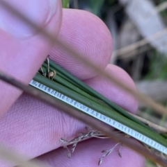 Juncus flavidus (Yellow Rush) at Majura, ACT - 16 Sep 2023 by Tapirlord