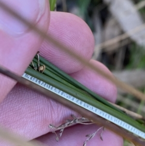 Juncus flavidus at Majura, ACT - 16 Sep 2023