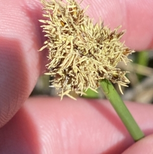 Carex tereticaulis at Majura, ACT - 16 Sep 2023 02:59 PM