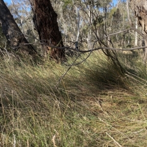 Carex tereticaulis at Majura, ACT - 16 Sep 2023