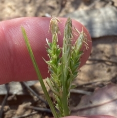 Carex breviculmis (Short-Stem Sedge) at Majura, ACT - 16 Sep 2023 by Tapirlord