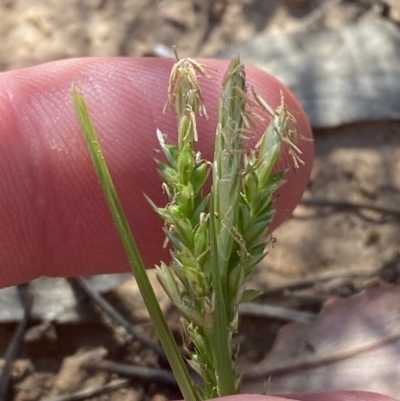 Carex breviculmis (Short-Stem Sedge) at Majura, ACT - 16 Sep 2023 by Tapirlord