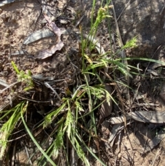 Carex breviculmis at Majura, ACT - 16 Sep 2023 02:18 PM