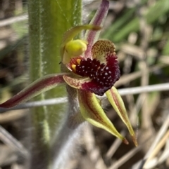 Caladenia actensis (Canberra Spider Orchid) at Majura, ACT - 16 Sep 2023 by Tapirlord