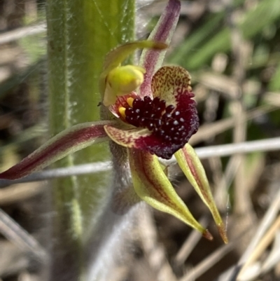 Caladenia actensis (Canberra Spider Orchid) by Tapirlord