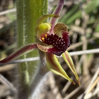 Caladenia actensis (Canberra Spider Orchid) at Majura, ACT - 16 Sep 2023 by Tapirlord