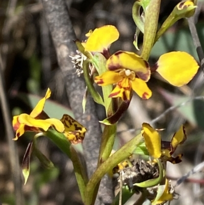 Diuris pardina (Leopard Doubletail) at Majura, ACT - 16 Sep 2023 by Tapirlord