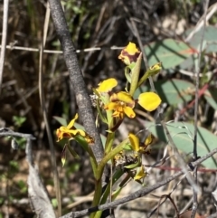 Diuris pardina at Majura, ACT - 16 Sep 2023