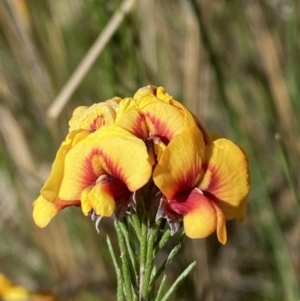 Dillwynia sp. Yetholme (P.C.Jobson 5080) NSW Herbarium at Hackett, ACT - 16 Sep 2023 01:01 PM