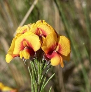 Dillwynia sp. Yetholme (P.C.Jobson 5080) NSW Herbarium at Hackett, ACT - 16 Sep 2023 01:01 PM