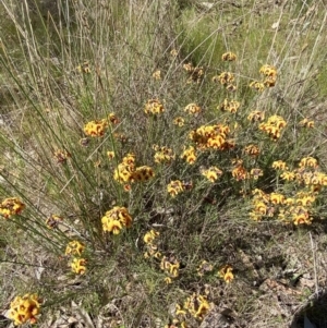 Dillwynia sp. Yetholme (P.C.Jobson 5080) NSW Herbarium at Hackett, ACT - 16 Sep 2023