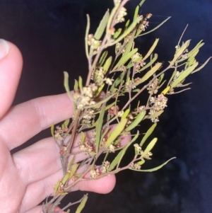 Dodonaea viscosa subsp. angustissima at Stromlo, ACT - 13 Sep 2023