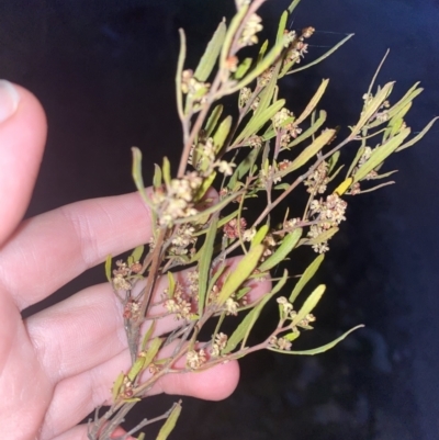 Dodonaea viscosa subsp. angustissima (Hop Bush) at Stromlo, ACT - 13 Sep 2023 by Tapirlord