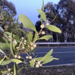 Acacia melanoxylon (Blackwood) at Stromlo, ACT - 13 Sep 2023 by Tapirlord