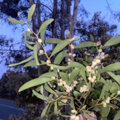 Acacia melanoxylon at Stromlo, ACT - 13 Sep 2023