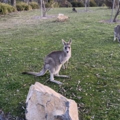 Macropus giganteus (Eastern Grey Kangaroo) at Stromlo, ACT - 13 Sep 2023 by Tapirlord