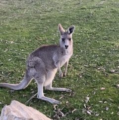 Macropus giganteus at Stromlo, ACT - 13 Sep 2023 06:03 PM